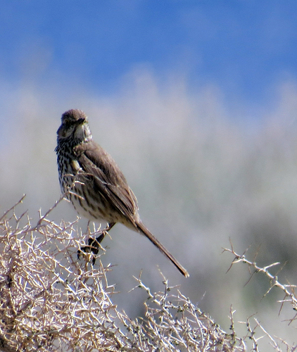 Sage Thrasher