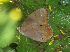 Lethe christophi