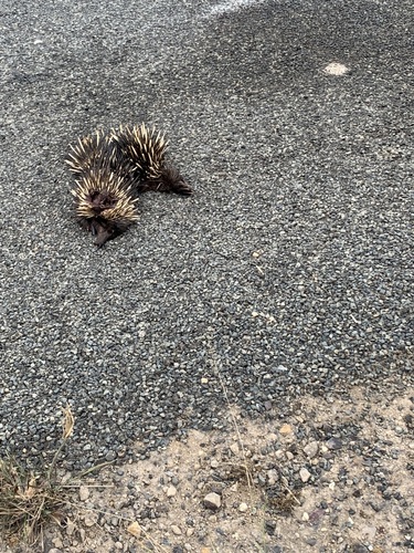 Short-beaked Echidna