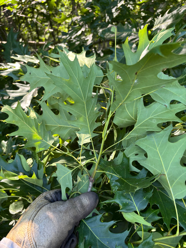 iNaturalist observation photo of northern red oak