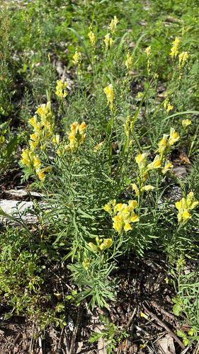 iNaturalist observation photo of common toadflax