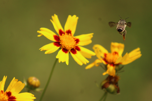 Megachile policaris