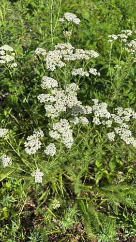 iNaturalist observation photo of common yarrow