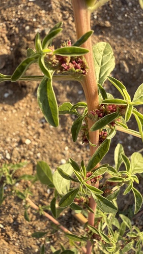procumbent pigweed