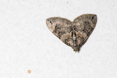 Heterothera sororcula