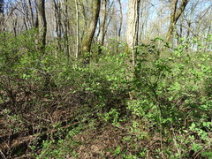 Symphoricarpos albus