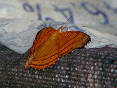 Pseudergolis wedah