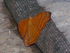 Pseudergolis wedah