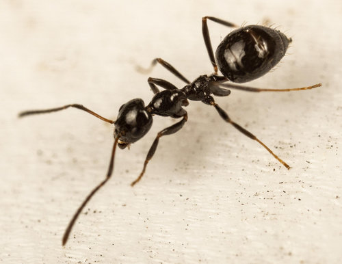 Plagiolepis dewetiPlagiolepis deweti