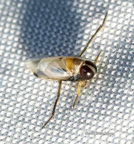 Buenoa