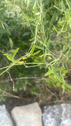 Texas Snoutbean