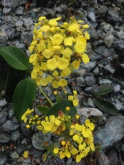 Stigmaphyllon emarginatum