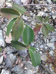 Stigmaphyllon emarginatum