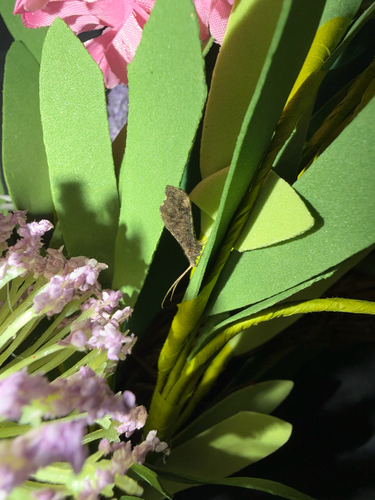 Nearctic Beaded Lacewings