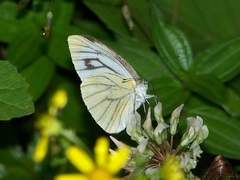 Pieris erutae