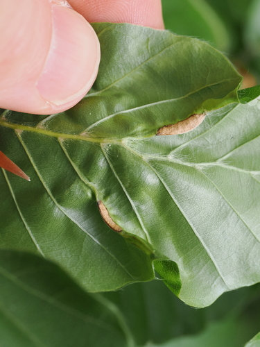 Phegomyia fagicola