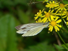 Pieris erutae