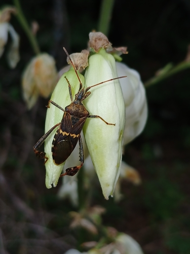 Western Leaf-footed Bug