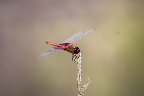 Red Saddlebags