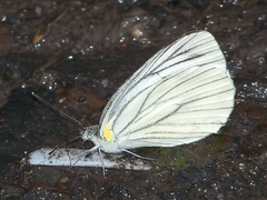 Pieris erutae