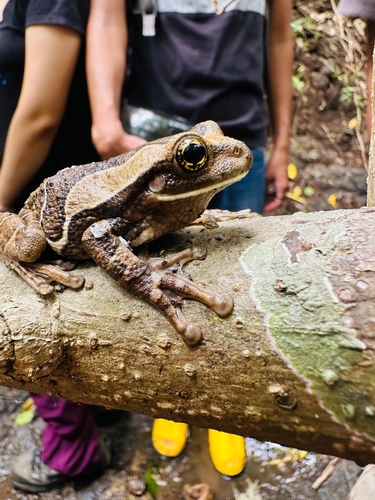 Chocoan milky frog