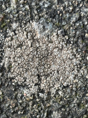 Chiseled Sunken Disk Lichen