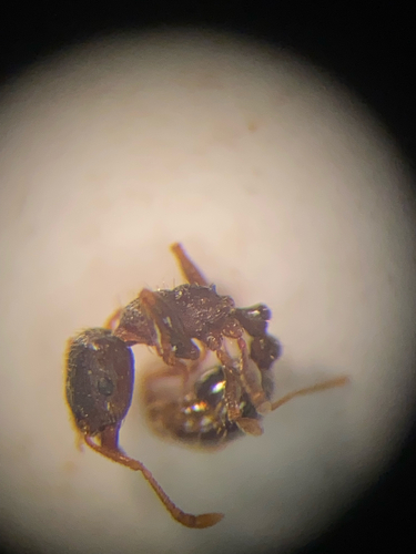 Immigrant Pavement Ant