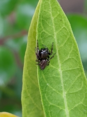 Metaphidippus manni