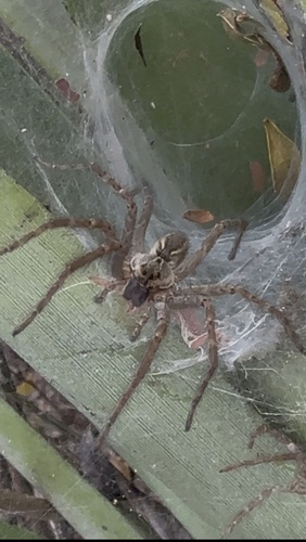 Aglaoctenus lagotis