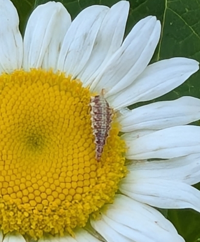 Weeping Green Lacewing
