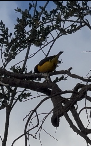 Purple-throated Euphonia