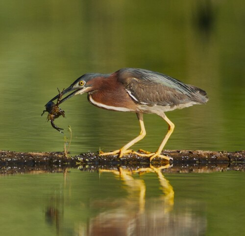 Green Heron photographed in Illinois