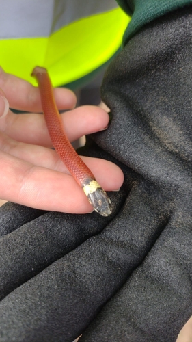 Central Burrowing Snake