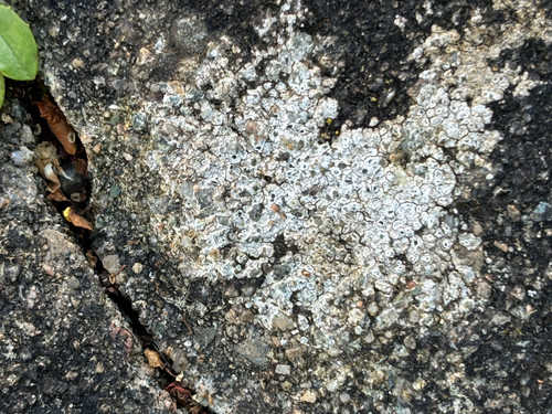 Chiseled Sunken Disk Lichen