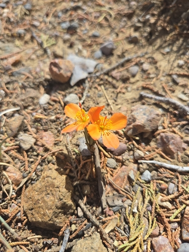 Orange Flameflower