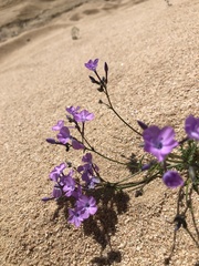 Gilia cana speciosa