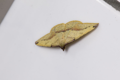 Heterolocha biplagiata