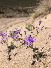 Gilia cana speciosa
