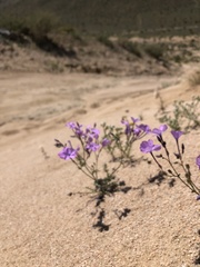 Gilia cana speciosa