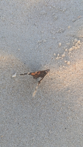Mariposa Vanesa pintada