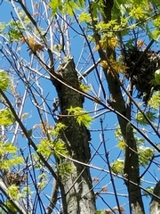 Dryobates nuttallii