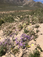Gilia cana speciosa