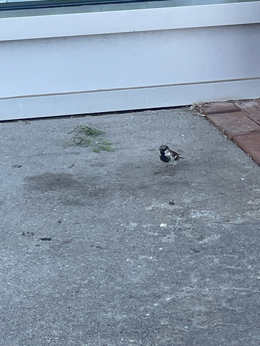 House Sparrow
