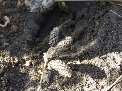 Pterocactus tuberosus, photograph 2
