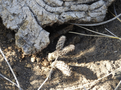 Pterocactus tuberosus, photograph 1