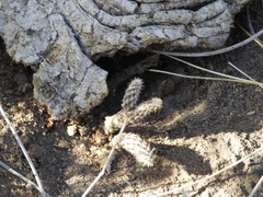 (c) Agustín Zarco, some rights reserved (CC BY) Pterocactus tuberosus, photograph (c) Agustín Zarco, some rights reserved (CC BY)