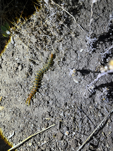 Common Desert Centipede