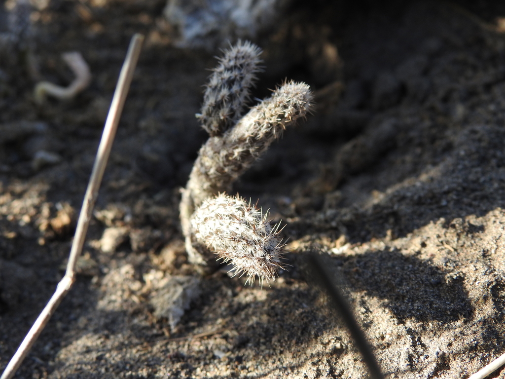Pterocactus tuberosus; photograph (c) Agustín Zarco, some rights reserved (CC BY)