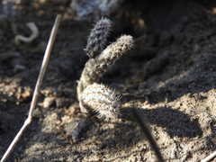 Pterocactus tuberosus