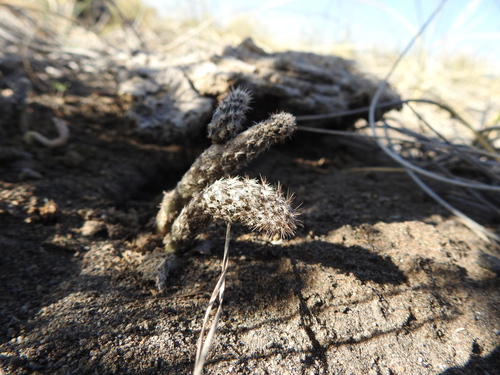Pterocactus tuberosus, photograph 3